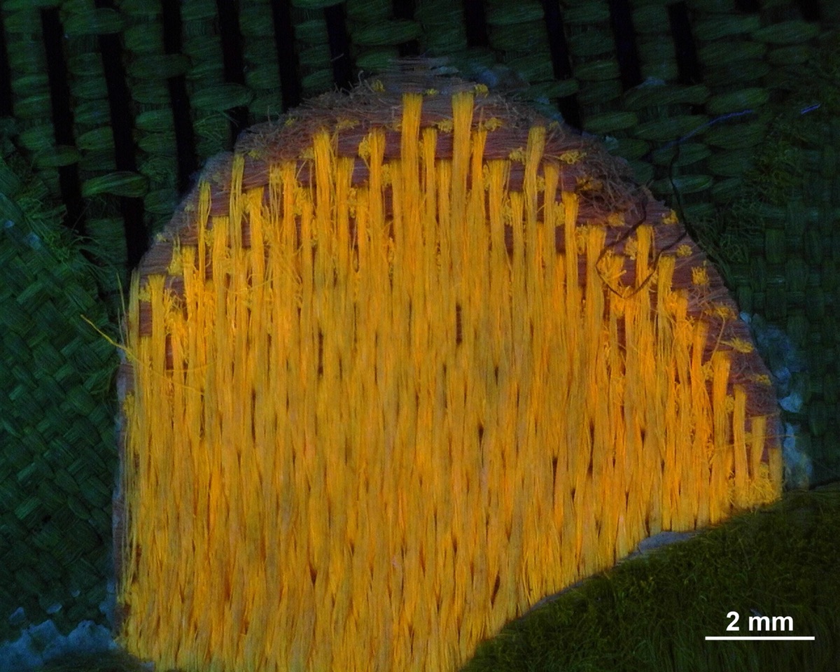 Střed zeleného květu v atlasové vazbě v UV světle